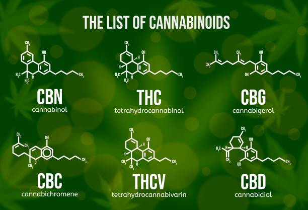 Realistic vector illustration of cannabinoid compounds. Chemical structure of cannabis components. Realistic vector illustration of cannabinoid compounds. Chemical structure of cannabis components. Types of cannabinoids on the green colored background. Psychoactive ingredients in cannabis. cannabinoid stock illustrations