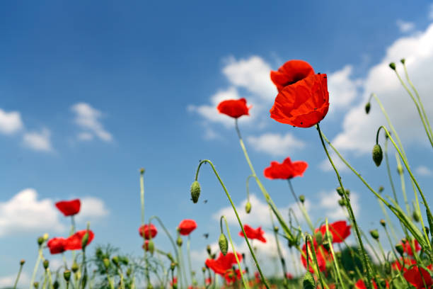 istock Several red poppies in grass on blue sky 1267671586