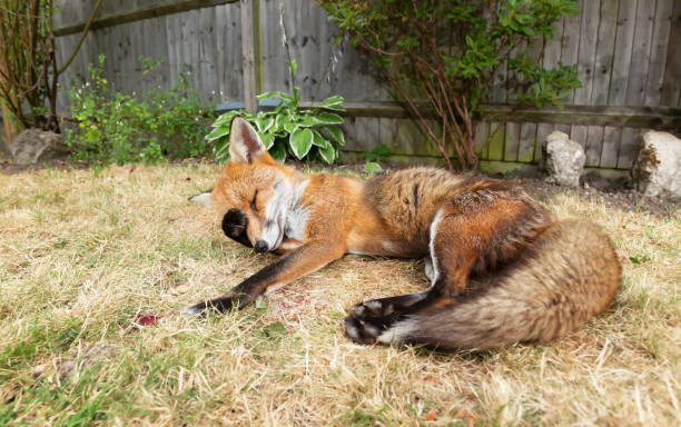 Sleeping Fox