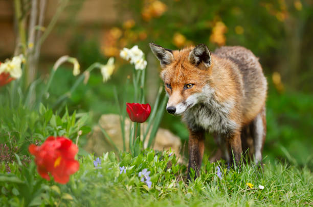 istock Red fox standing on green grass in a flower garden 1267671718