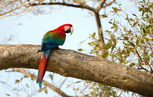 Close up of a red-and-green macaw (Ara chloropterus) perched on a tree branch, South Pantanal, Brazil.