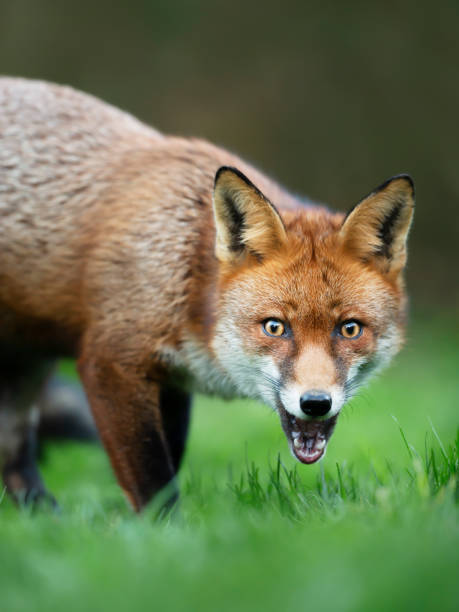 istock Close up of a surprised Red fox standing in grass 1267672475