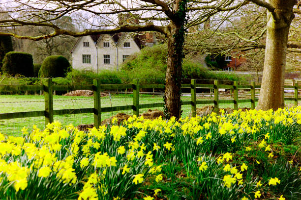 daffodils warwickshire midlands england uk spring - shot on  film