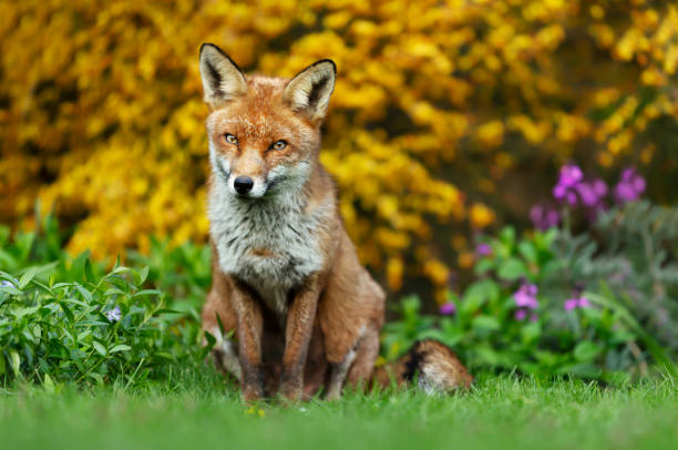 Red fox standing on green grass against blooming flowers