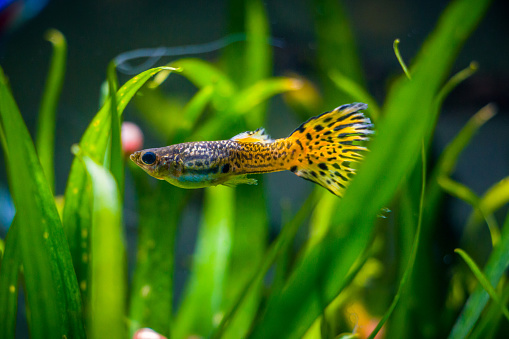 A male guppy fish (Poecilia Reticulata) with a yellow snakeskin pattern hiding behind Cryptocoryne lucens leaves in a freshwater fish tank.
