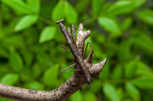 istock Chinese mantis (Tenodera sinensis) - Praying Mantis on branch. Green leaves background. Horizontal shot 1267674638