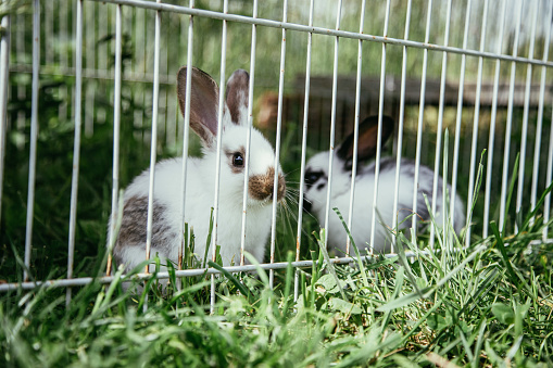 Little bunnies are sitting in an outdoor compound. Green grass, spring time.