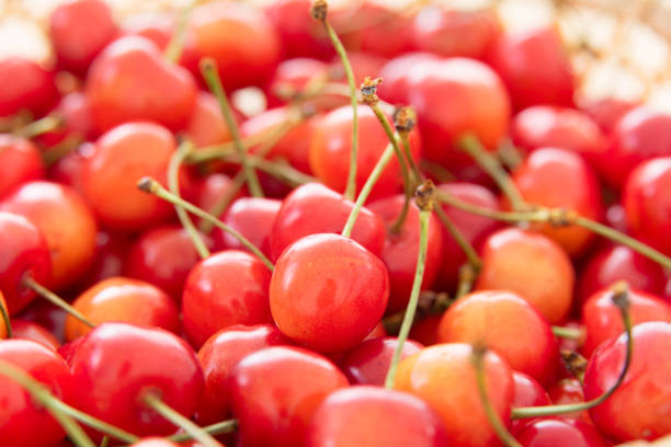 istock Fruit of the delicious cherry 1267676022