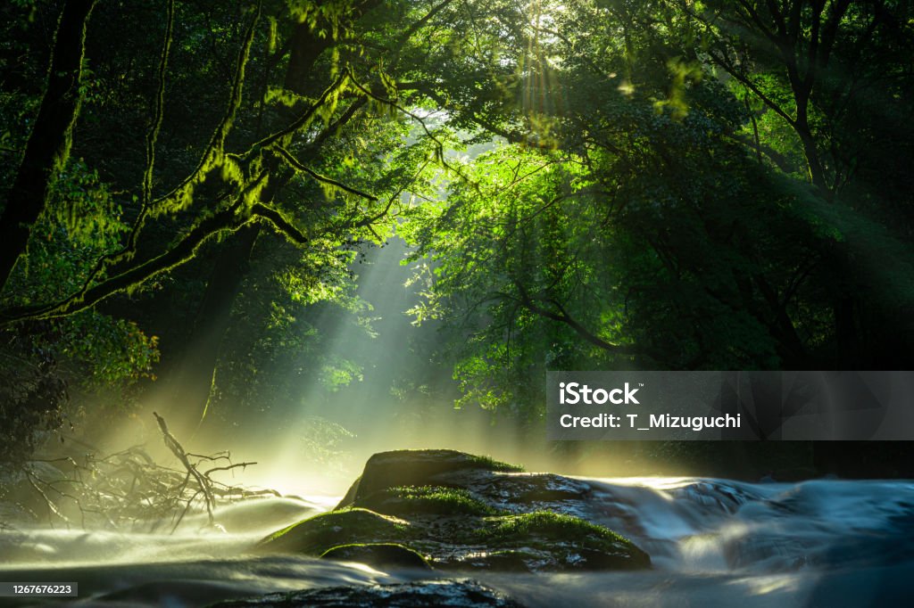 菊池渓谷、滝、光が森に横たわる、菊池、熊本、日本 - 森林のロイヤリティフリーストックフォト