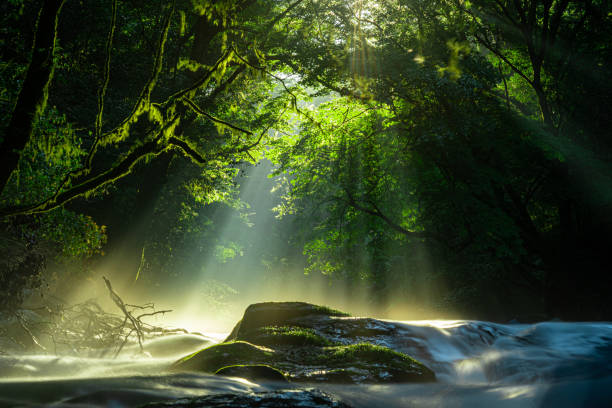 菊池渓谷、滝、光が森に横たわる、菊池、熊本、日本 - 緑色 写真 ストックフォトと画像