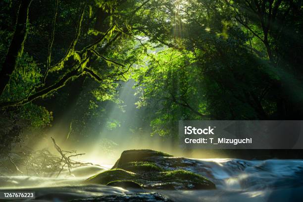 菊池渓谷滝光が森に横たわる菊池熊本日本 - 森林のストックフォトや画像を多数ご用意 - 森林, 自然, 雨林