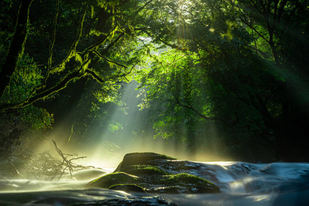 기쿠치 계곡, 폭포와 빛은 숲, 키쿠치, 구마모토, 일본에 누워 - river spring waterfall water 뉴스 사진 이미지