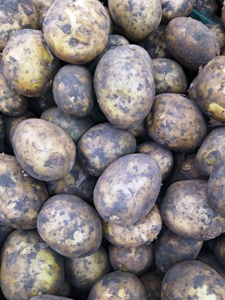 istock Vegetables and fruits. 1267676342