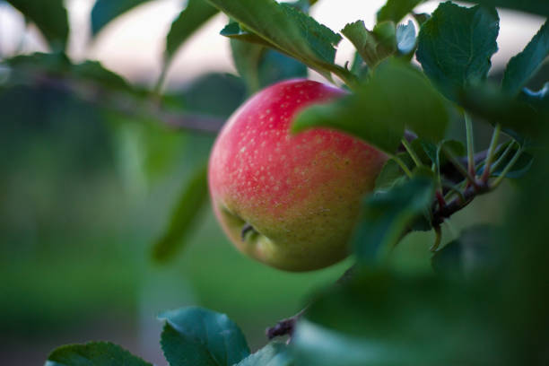pommier/verger honeycrisp - orchard flower apple tree tree photos et images de collection