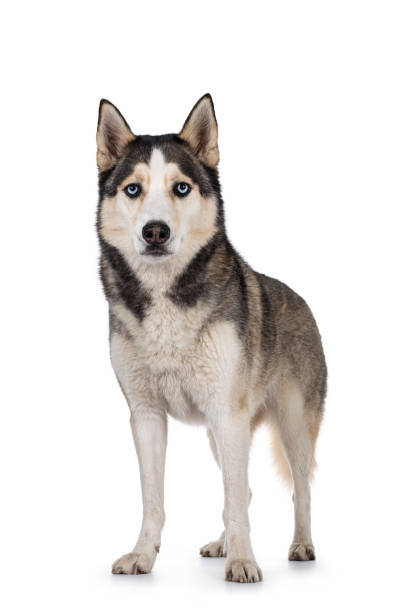 istock Young adult Husky dog on white background 1267677309
