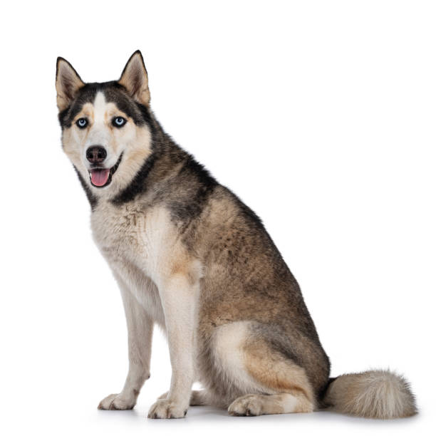 istock Young adult Husky dog on white background 1267677314