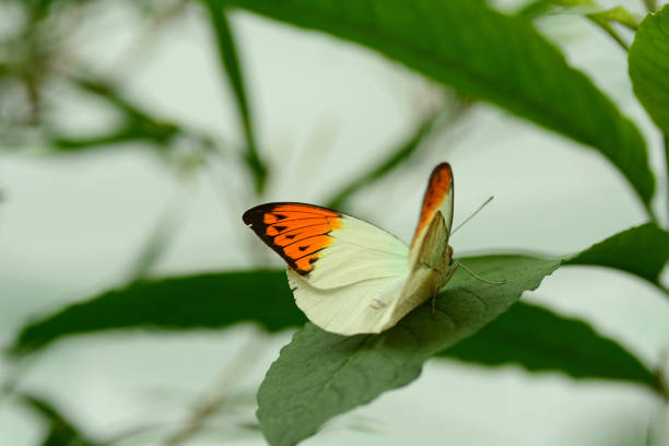 grande pointe orange - hebomoia glaucippe photos et images de collection