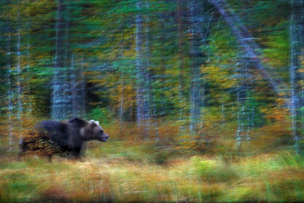 istock Nature art, bear blur motion activity. Brown bear walking in forest with fall colours. Animal hidden in yellow forest. Dangerous  creature in nature wood, meadow habitat. Wildlife habitat from Finland. 1267677580