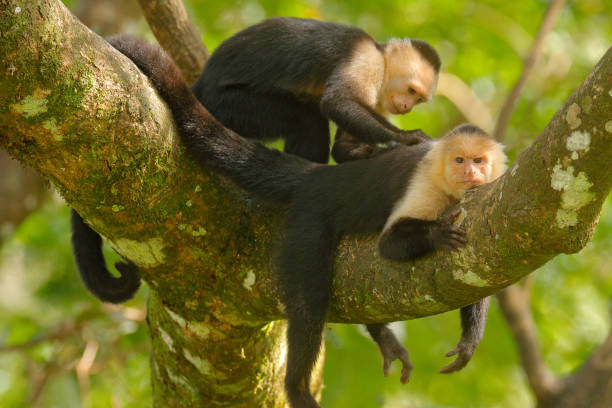 istock White-headed Capuchin, Cebus capucinus, black monkeys sitting on the tree branch in the dark tropical forest, animals in the nature habitat, wildlife of Costa Rica. 1267677596