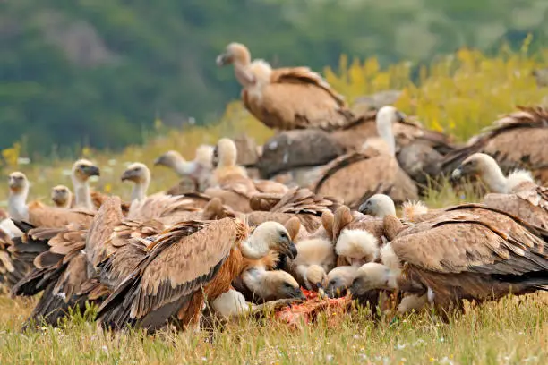 Vulture fight in nature. Griffon Vulture, Gyps fulvus, big bird flying in the forest mountain, nature habitat, Madzarovo, Bulgaria, Eastern Rhodopes. Wildlife scene from Balkan.