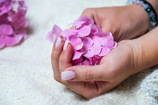 Woman with fresh polished fingernails holding pink Hydrangea flowers close up. Purity, cosmetics and self care lifestyle abstract