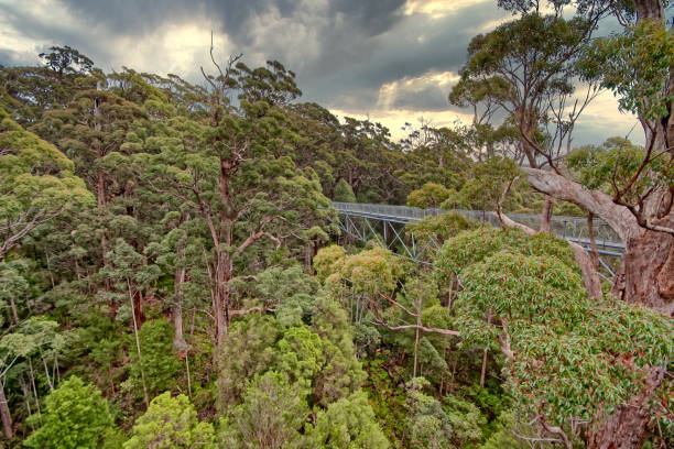 istock Treetop walk in Walpole Spouthwest Australia 1267678998