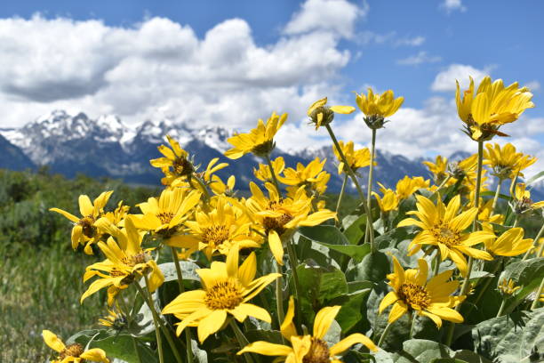 istock Wild Sunflowers in the Grand Teton Range 1267679045
