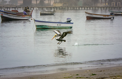 Peruvian pelican (Pelecanus thagus) landing in Paracas Bay, gateway to Paracas National Reserve,  where colorful wooden fishing boats are moored.