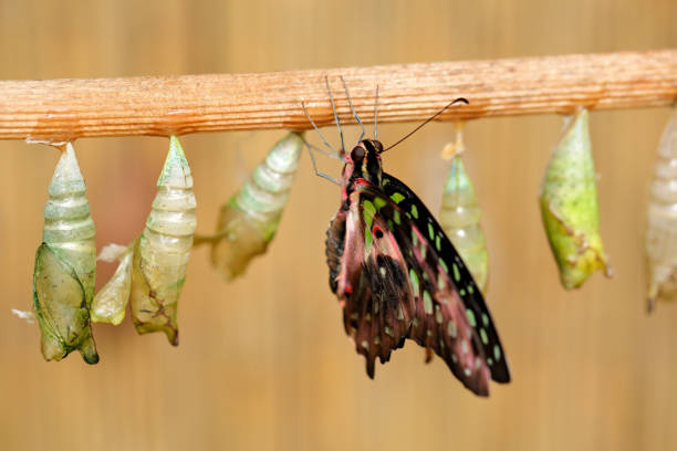 istock Butterfly chrysalis, insect beahaviour. Butterfly Tailed jay, Graphium agamemnon, birth - first minute of life. Nature habitat. 1267680027
