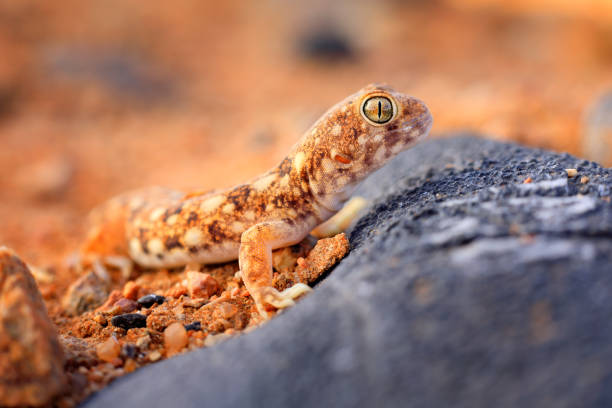 istock Lizard in Namibia desert with blue sky with clouds, wide angle. Wildlife nature. Gecko from Namib sand dune, Namibia. Pachydactylus rangei, Web-footed palmato gecko in the nature desert habitat. 1267680036