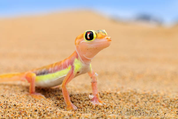 istock Gecko from Namib sand dune, Namibia. Pachydactylus rangei, Web-footed palmato gecko in the nature desert habitat. Lizard in Namibia desert with blue sky with clouds, wide angle. Wildlife nature. 1267680042