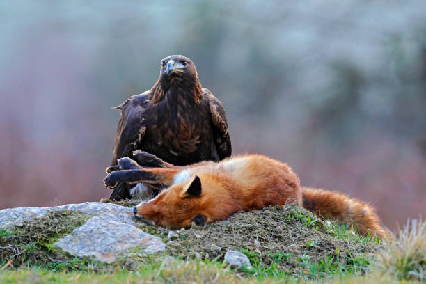 istock Golden Eagle feeding on kill Red Fox in the forest during rain and snowfall. Bird behaviour in the nature.  Action food scene with brown bird of prey, eagle with catch, Sweden, Europe. First snow. 1267680078