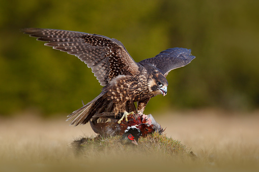 Peregrine falcon with caught kill Pheasant. Beautiful bird of prey feeding on killed big bird on the green mossy rock with dark forest in background. Bird carcas on the forest madow. Wildlife behaviour in nature.