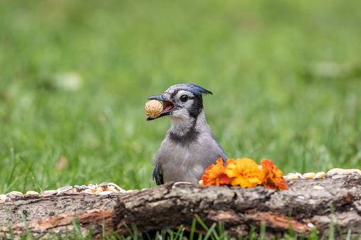 Blue Jay, Cyanocitta cristata, with a peanut in mouth next to marigolds