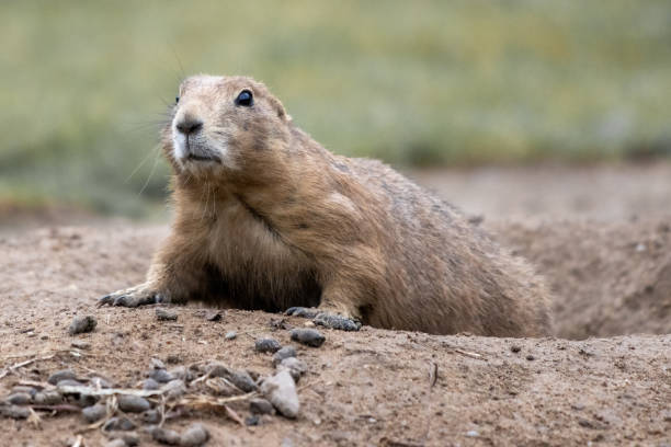 istock gopher looks shyly out of his den 1267684083