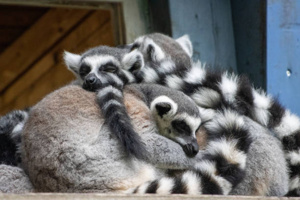 a group of lemurs sits snuggled up close to each other