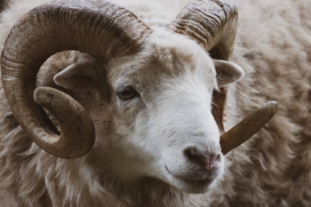 istock close-up of a ram with its one powerful horn 1267684098