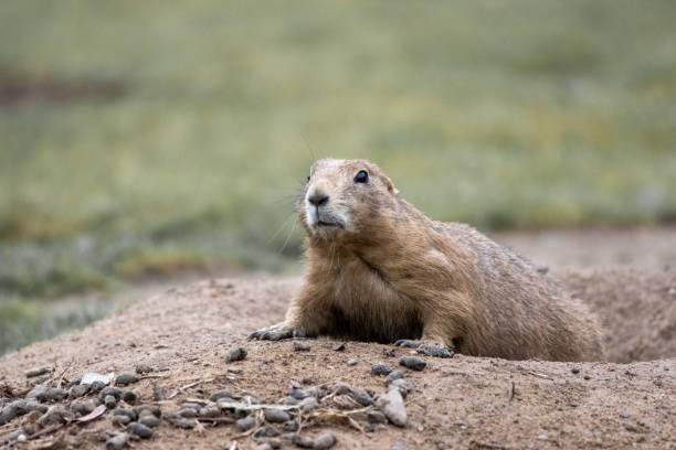 istock gopher looks shyly out of his den 1267684099