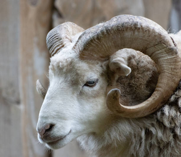 istock close-up of a ram with its one powerful horn 1267684101