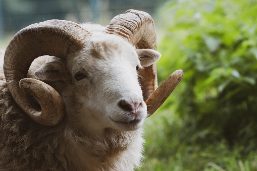 a close-up of a ram with its one powerful horn