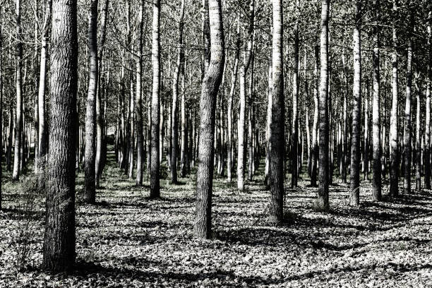 Deciduous forest in the French Alps. Clean forest park as an example of a thorough forestry in France