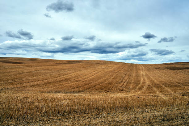 istock rural landscape with arable fields after the harvest 1267684379