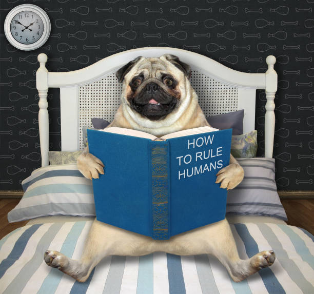 Pug reading funny book in bed