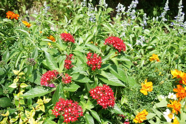 istock Flower Garden with Marigold 1267688739