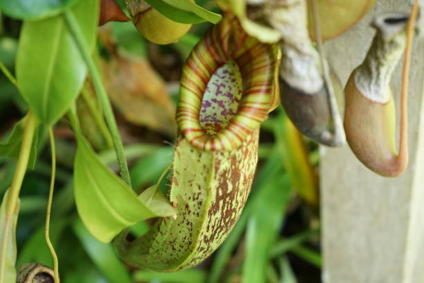 istock Genus Nepenthes, Hakone, Japan 1267688794