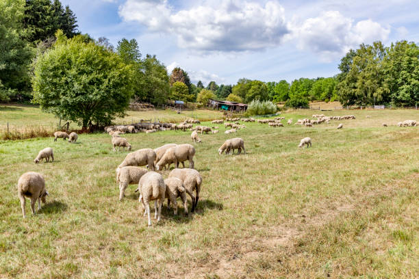 istock sheeps are grazing at the meadow 1267688821