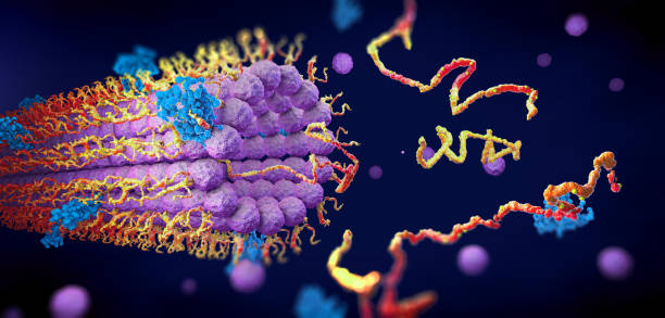Protein enzymes fold into their structure to fulfill their function - 3d illustration stock photo