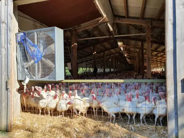 A barn in a turkey farm