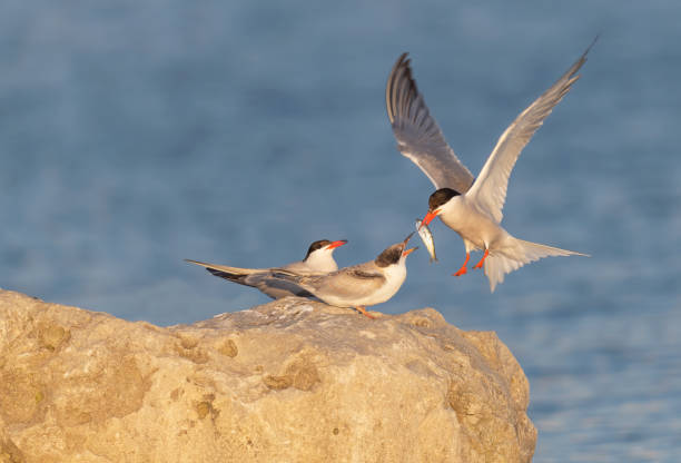 북극 테른 - tern bird arctic tern nature 뉴스 사진 이미지
