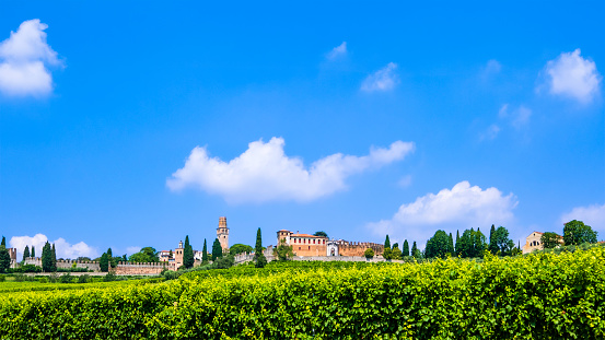 Vineyards of Susegana, a town in the province of Treviso, northern Italy. In the background are some of the historic architectures of the town such as the Castle of San Salvatore.